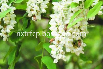 acacia flower2