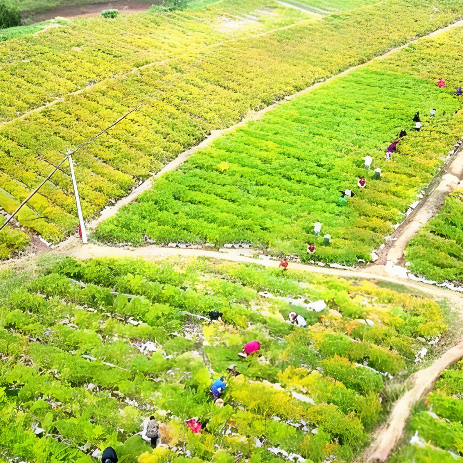 Liuhang agricultural chili base