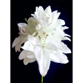 Chardonnay Double Petal Lily