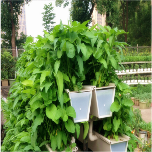 Sistemas de cultivo de fresas hidropónicos verticales de PVC
