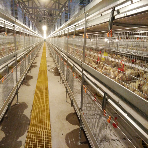 automatic broiler chicken cage