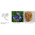 Food Grade Campanulaceae Extract Natural Platycodon Extract