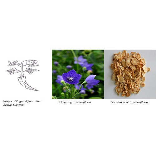 Food Grade Campanulaceae Extract Natural Platycodon Extract