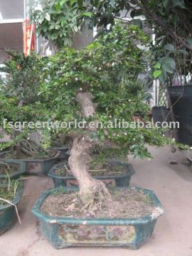 Carmona Microphylla potted bonsai