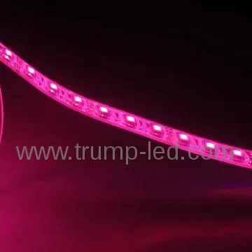 Warm white and Pure white LED Strip Light
