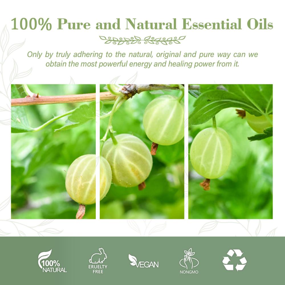 Suministro al por mayor de calidad 100% PURO Natural Amla esencial Aceite esencial