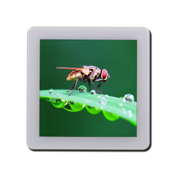 4 -Zoll -Quadrat -TFT -Touchscreen -Panel 50 Pin 3 Line SPI 24bit RGB 480x480 IPS LCD -Anzeigemodul mit ST7701s