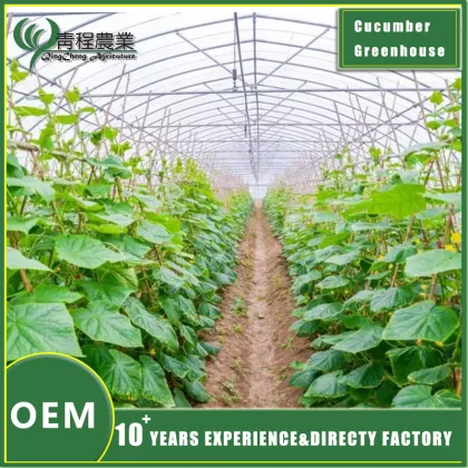 Cucumber Greenhouse for Fresh Produce