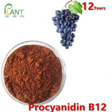 Poudre naturelle d&#39;extrait de pépins de raisin procyanidine b2