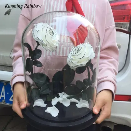 Hot Sale New Preserved White Rose with Black Rim