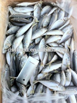 Sea Frozen Horse Mackerel/Trachurus Trachurus Fish 23CM+