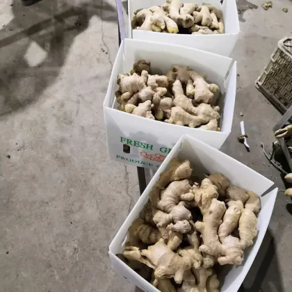 Fresh Organic Dry Ginger
