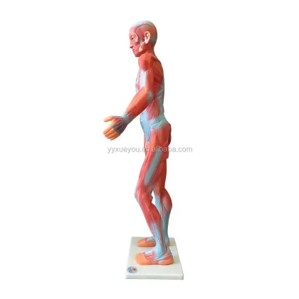 Muscle Model Educational Equipment & Anatomical Biological Instrument