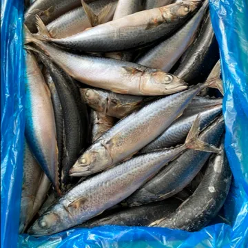 Seafrozen Scomber Japonicus Pacific Fish Mackerel For Sale