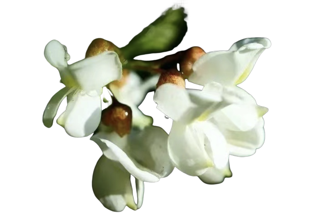 Quercetin Powder Raw Material