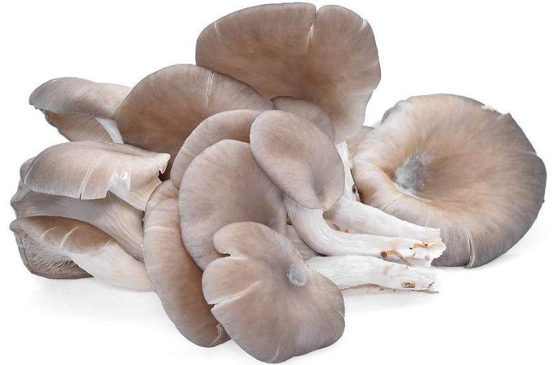 Oyster
