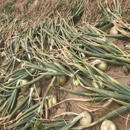 High Quality Fresh Onions