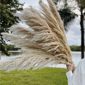 2022 Amazon Bestselling Cheap Wholesale Pampas Grass Dried Flower Bouquets for Home Decoration