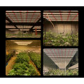 Spectrum COB LED Grow Light con RJ12 Dimmer