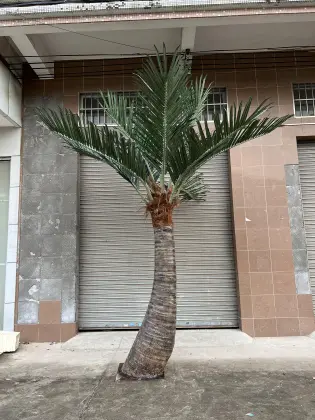 Artificial Coconut Palm Trees for Outdoor Royal Palm Decoration