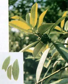 Healthy Broadleaf Holly Leaf Ku Ding Tea Bitter Tea