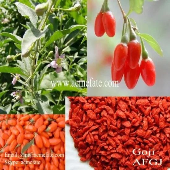 Hot sell top quality Ningxia dried goji berry or wolfberry in China