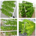 Lengkap Hydroponic Indoor Vertikal