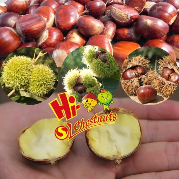 Organic Fresh Chestnuts For Sale--best for chestnuts roasting