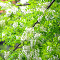 Sophora Japonica Flower Extrait à 95% de poudre de rutine