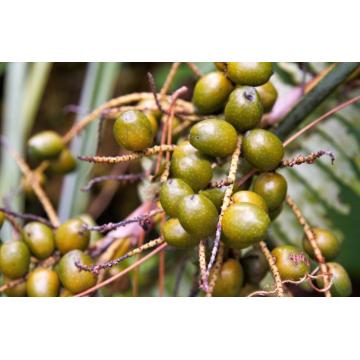 Healthcare Saw Palmetto Extract Fatty Acid Powder 25%