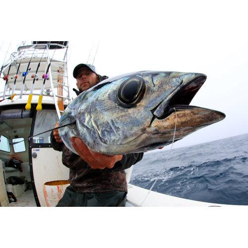 缶詰のマグロのチャンク