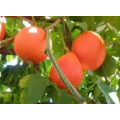 Extrato de tomate colorante em pó de licopeno