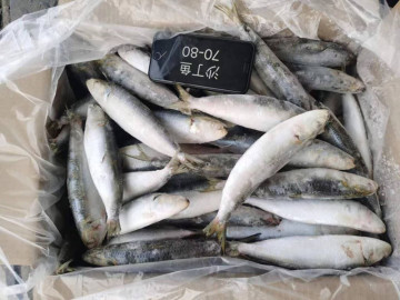 Gelé entièrement rond des sardines bqf poisson pilchardus