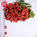 Bacche di Goji a basso contenuto di pesticidi a basso contenuto di medicinali