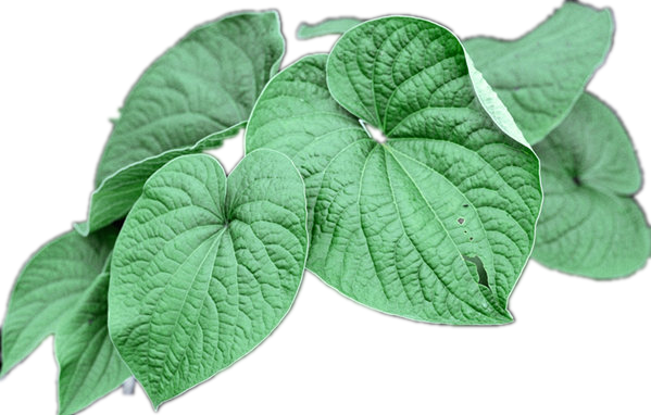src = http _www.ew9z.com_wp-content_uploads_2015_11_kavahujiao.jpg & referenz = http _www.ew9z.com & app = 2002 & size = f9999.10000 & q = a80 & n = 0 & g = 0N & fmt = jpeg src=http _www.ew9z.com_wp-content_uploads_2015_11_kavahujiao.jpg&refer=http _www.ew9z.com&app=2002&size=f9999,10000&q=a80&n=0&g=0n&fmt=jpeg