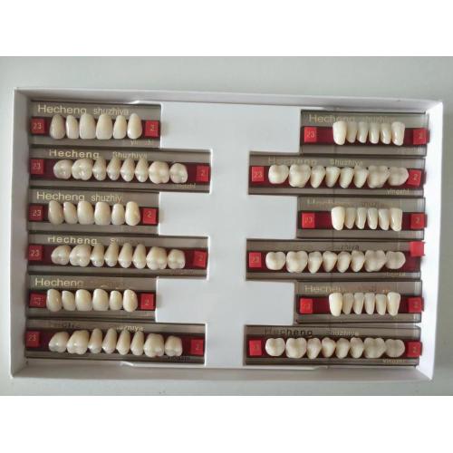 dental two layers full set resin teeth