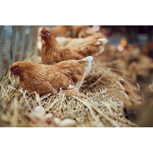 Ddgs 26% For Animals Feed Corn DDGS Animal Feed DDGS 26% Additives Factory