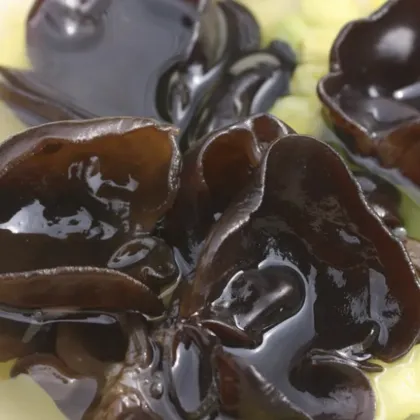 Finc fresh Culture black fungus mushroom