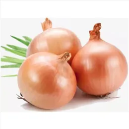 Yellow Onion with Cheap Price