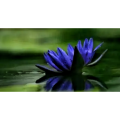 Blue Lotus Flower Extract Powder Nymphaea Caerulea Extract