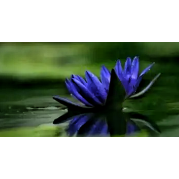 Blue Lotus Flower Extract Powder Nymphaea Caerulea Extract