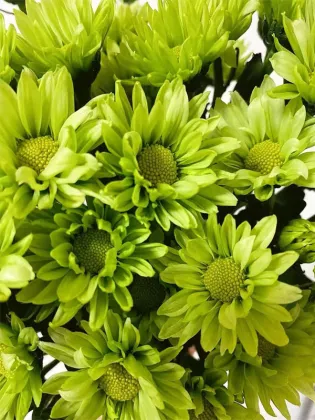Spray chrysanthemum green elf