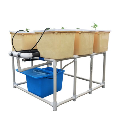 Hydroponics tomatoes dutch grow tank bucket system