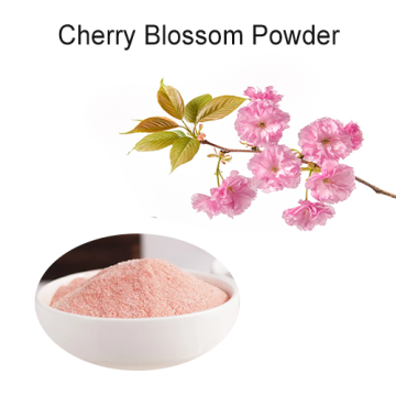 Extracto de sakura a granel natural en polvo de flor de cerezo