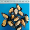 Valuto a mezza conchiglia cucinata surgelata online