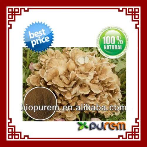 Grifola Frondosa Extract, High Quality Grifola Frondosa Extract on