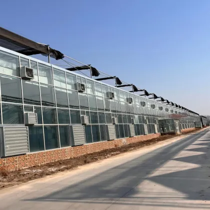 Moth orchid Cultivating Glass Greenhouse for Agriculture