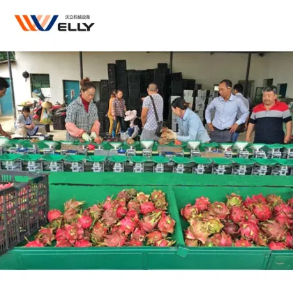 Professional Pitaya Dragon Fruit Sorting Machine & Durian Grading Equipment for Fruits and Seafood