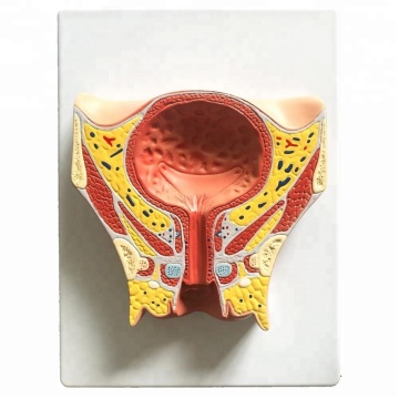 Female Pelvis and Bladder Anatomical Model - Coronal View
