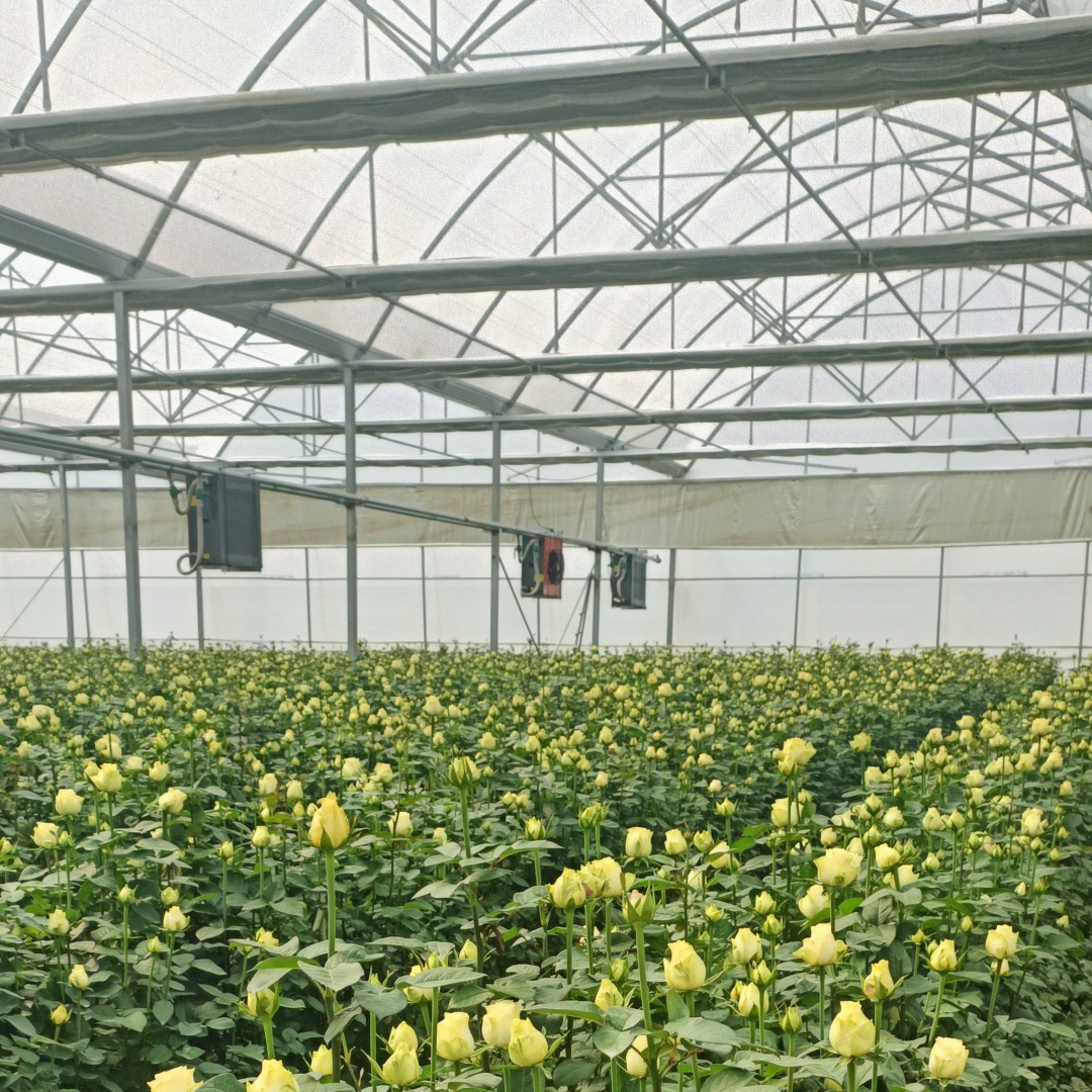 horticulture greenhouse film for rose flowers (6)